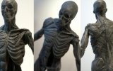 ecorche_nocolor02b